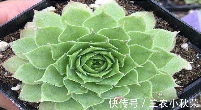 爆盆|多肉植物观音莲怎么养可以爆盆?