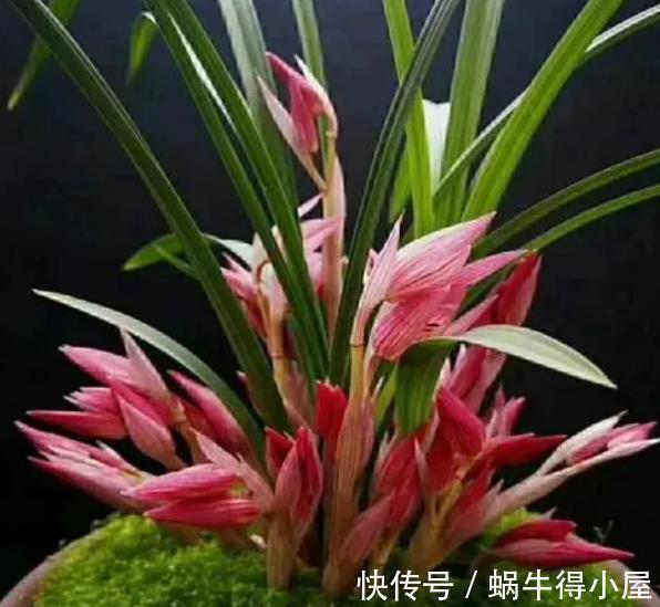 秋天养兰花,教你2个小技巧,学会了快速爆芽,绽放层叠群兰