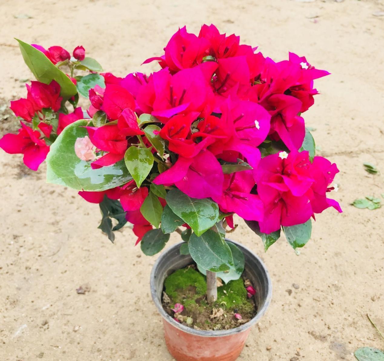 哪些资源能被制作成养花“神器”?这4类全可以