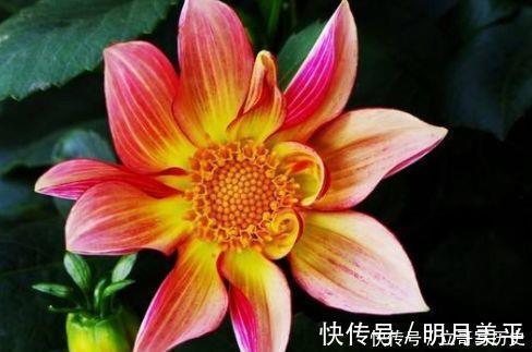 此几款花卉，高端大气，花朵硕大花期长，漂亮好养