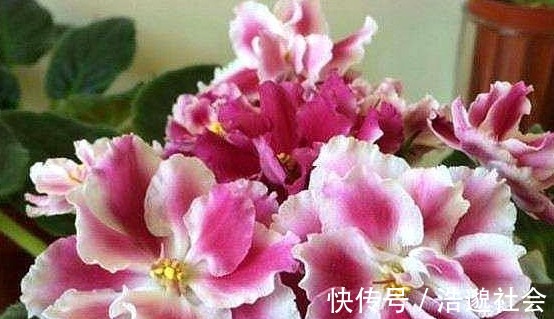 大岩桐|这“3种花”,叶片可不能沾水,很多人还不信,结果1盆都没养活!