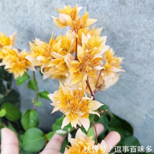  花比|三角梅用这方法养，花一次接一次的开，花比叶子都多