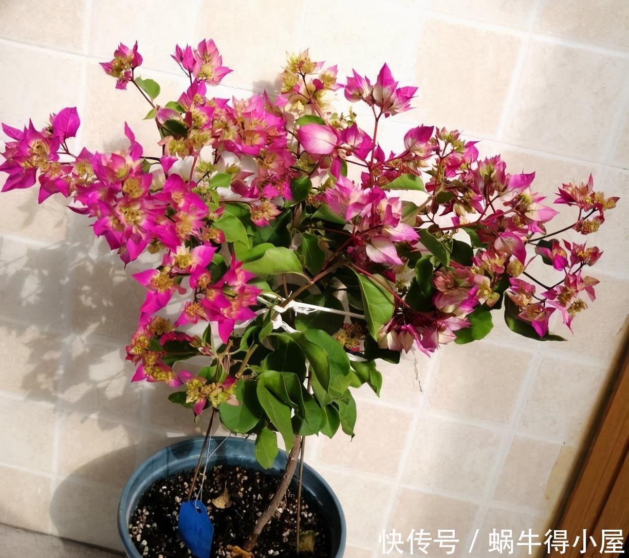 萌发|盆栽三角梅的培养方法很简单,做好3件事,植株壮实优美开花旺