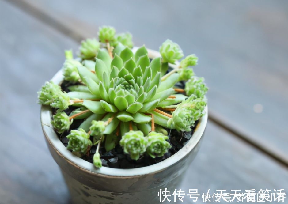 新手阳台养多肉的2个“烦恼”,不要着急,要针对“问题”去解决