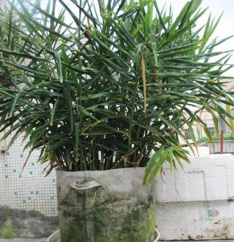 生芽的土豆,不是“废物”,丢在花盆,长出一盆”富贵竹“还能吃