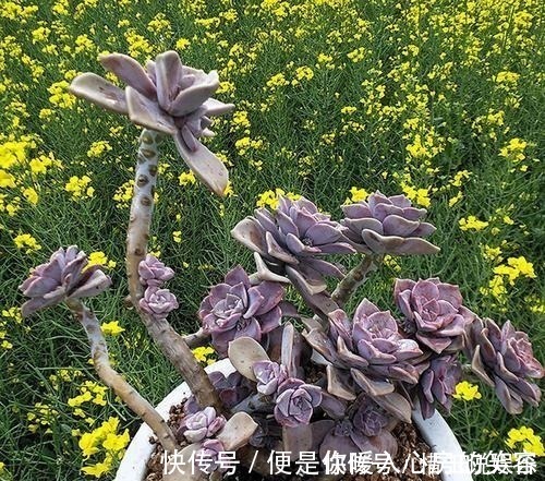 群生|3种多肉植物,号称“爆崽小能手”,上色美长满盆,养成群生老桩
