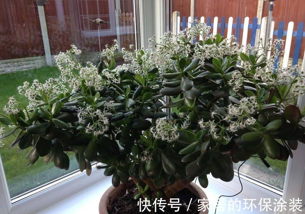 不起眼的紫药水,原来掌握住用法,养花有这么多好处