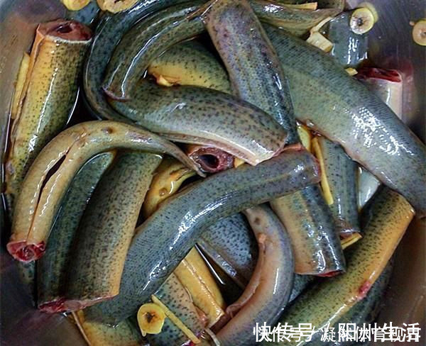 内脏|吃泥鳅到底要不要去内脏很多人不懂,看完终于明白了