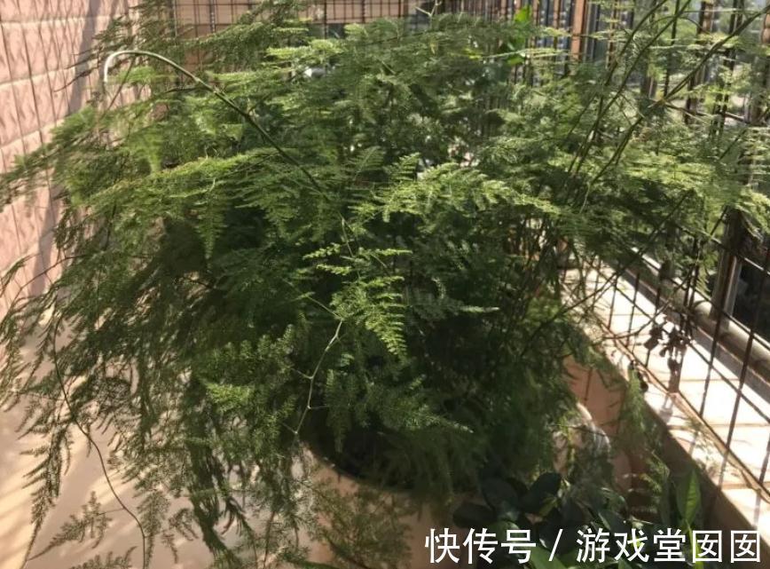 文竹不是竹,却有竹的气节,室内盆栽多注意3点,长得枝叶繁茂