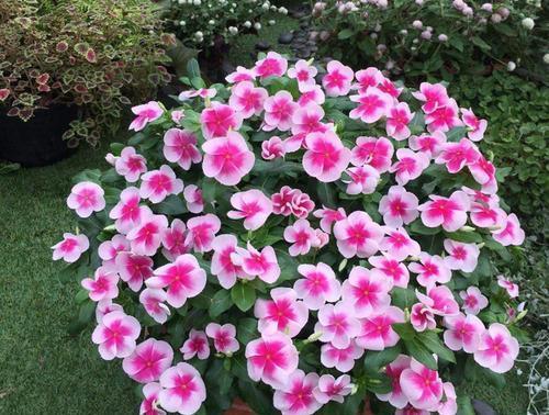 推荐8款小草花,普普通通开花美,是阳台盆栽的“颜值担当”!