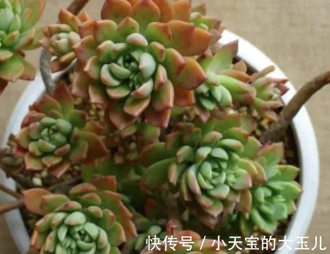 株型|怎么把多肉养得胖嘟嘟，做好5个关键点株型紧凑又好看