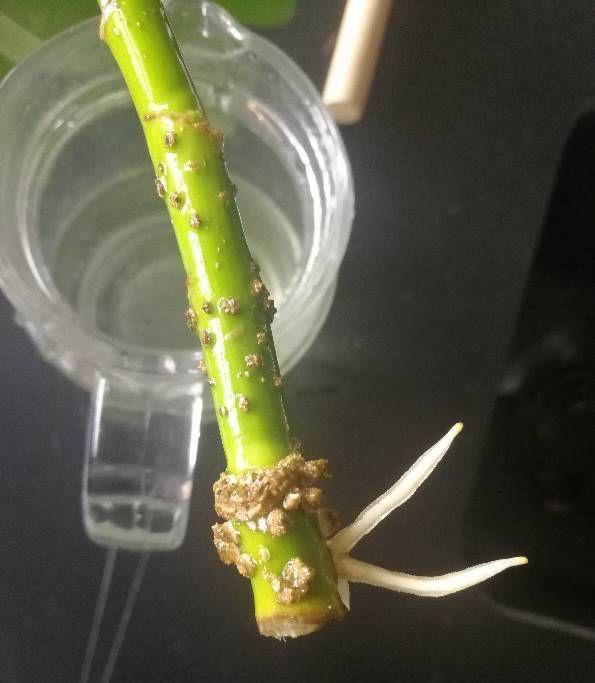 家养鸭脚木,学会一招,越养越多越养越旺,净化空气又美观