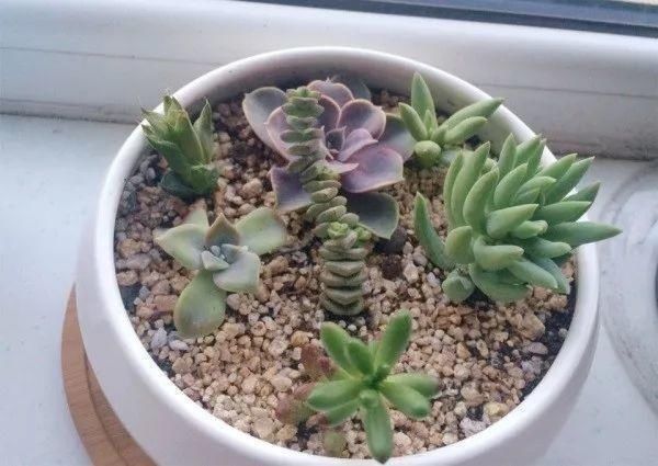 4种两栖花,不用土养的更棒,喷点水就花开满树丫