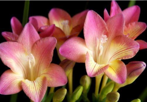 家里就养几种花,人养花,花也养人,花开娇艳美不胜收