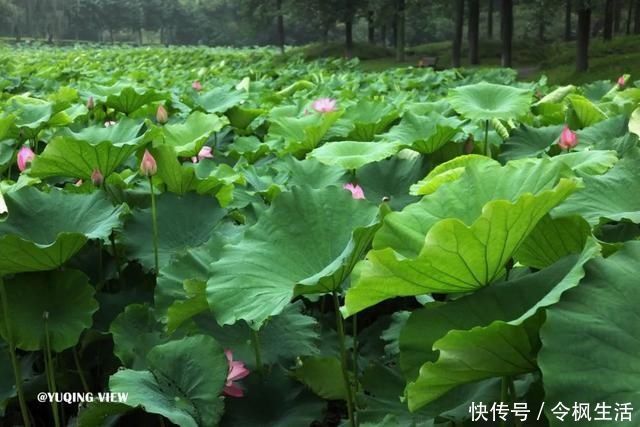 后滩|“荷花仙子”拍了拍你，想和你来场浪漫的夏日约会~