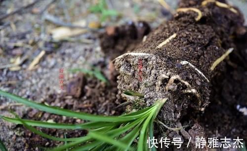 花卉|营养土的自制方法,兰友说:这样就简单了,明天开始做