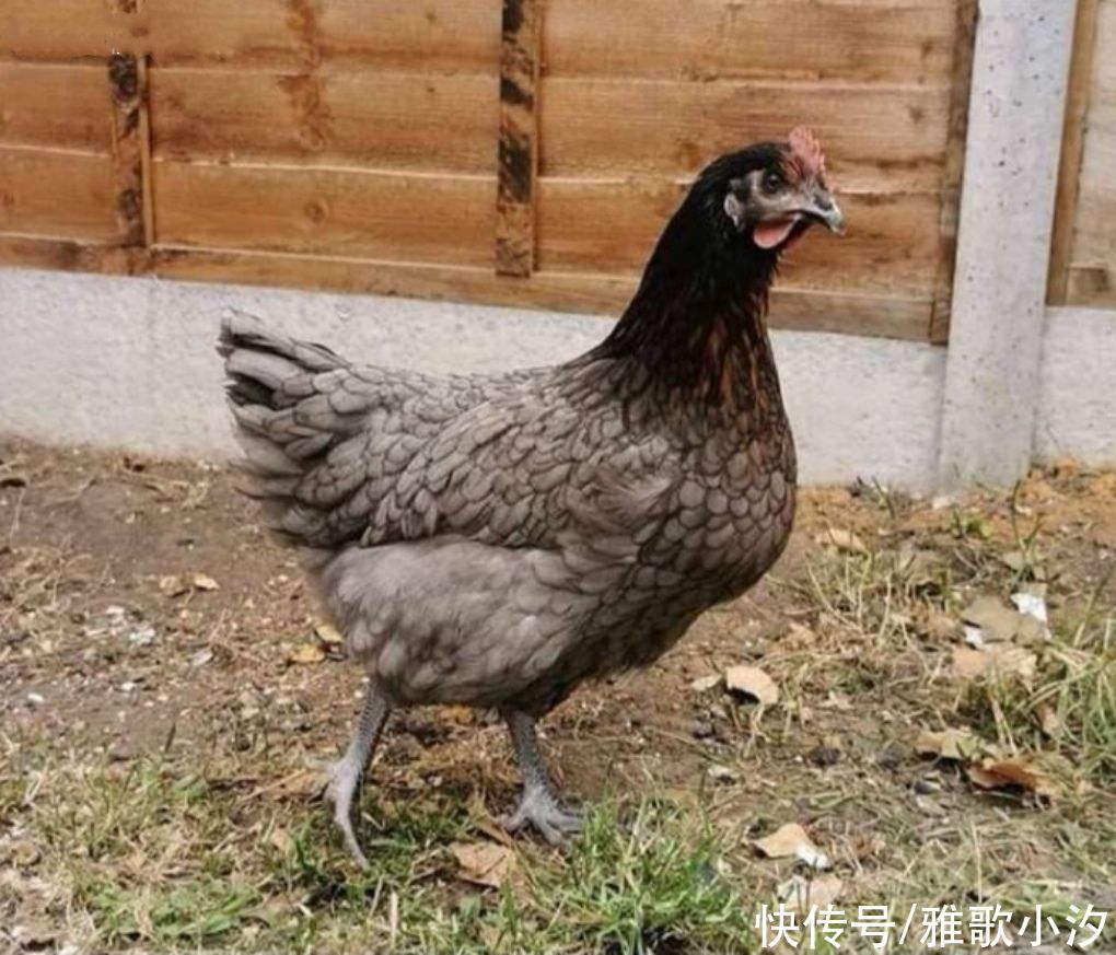 妈妈|英国妈妈晒出“超级巨蛋”，网友：这只母鸡吃了啥？