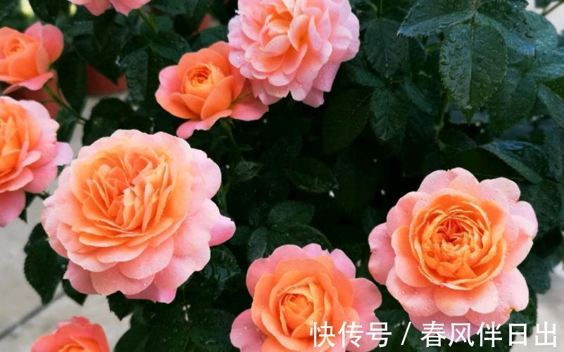 庭院|阳台、庭院、楼顶养花,有它就够了,爬藤月季果汁阳台