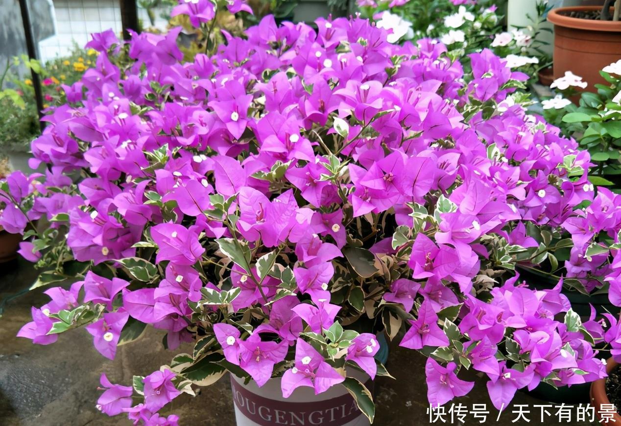 养护|涨知识!邻居奶奶养三角梅,全靠抓住这3点