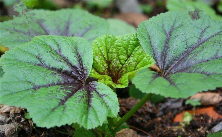 秋季|秋季养生好时机，以下蔬菜别放过，排毒护肤，延缓衰老，早吃早美