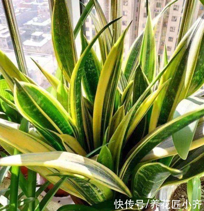 百合科虎尾兰属|短短一个夏天，虎皮兰就能侧芽挤满盆，养花高手是这样做的