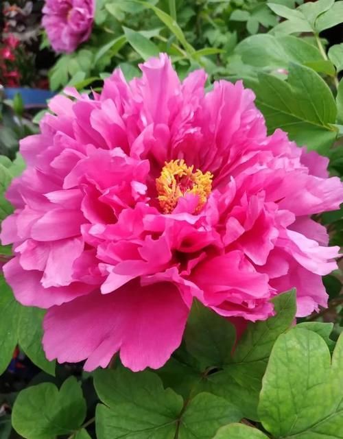 有什么好看的花可以分享吗？