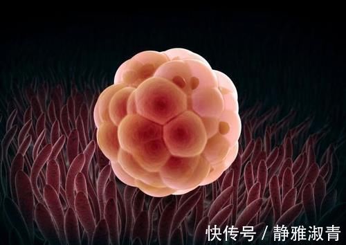 体重|怀孕1~10个月,胎儿发育变化全过程!想“修炼成人”还得过四关