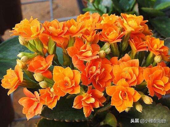新芽|养长寿花,做到这3个关键点,开花特别多美极了,一盆能养上十年