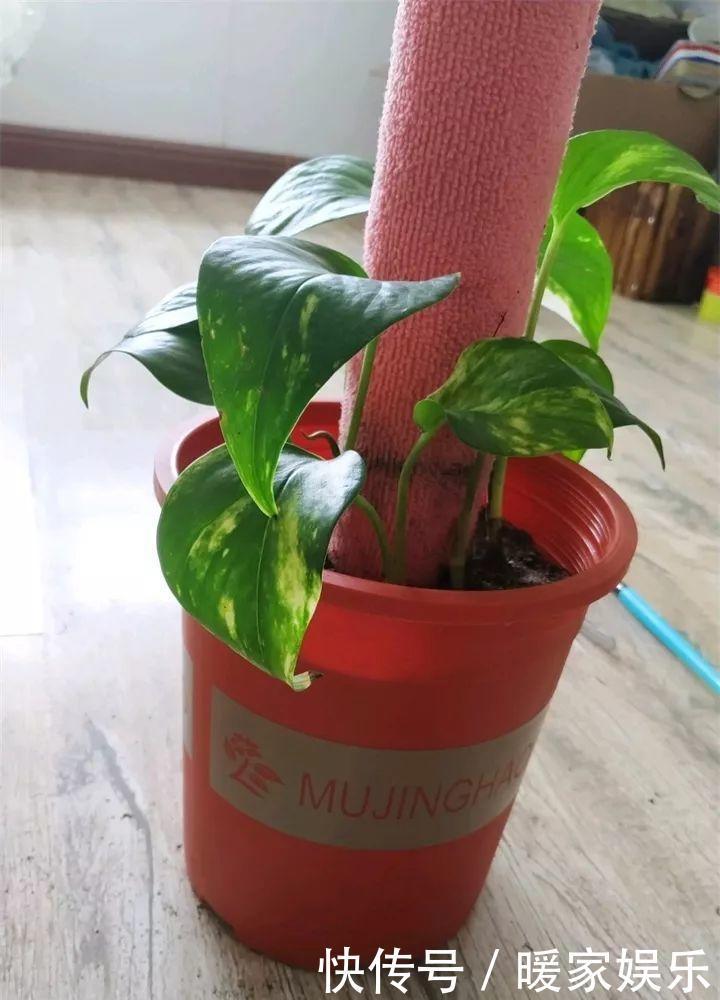 花友|绿萝裹个旧毛巾,俩月能爬1米高,一片叶子脸盆大!