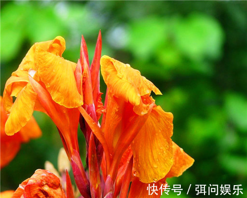 喜欢养花,不如养盆大花美人蕉,花色艳丽形状奇特,养护简单