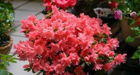 花儿喝点“美容水”，黄叶变绿叶，新芽呼呼长，花都开疯了