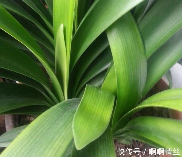 君子兰放在什么地方养比较好放错了叶子发黄状态差!