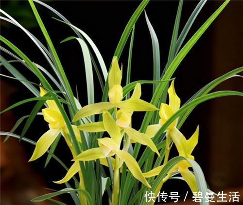 兰花|冬天养兰花,要正确浇水,小心伤了“根本”,花期不开花