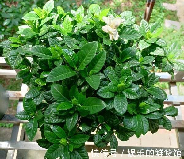 盆栽|夏天里这5种花,爱喝水是大水桶,每天浇水才能枝叶翠绿长势旺