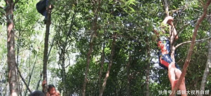 农村|看完农村大叔摘山竹,发现卖得贵也是情有可原,钱都花了它身上!