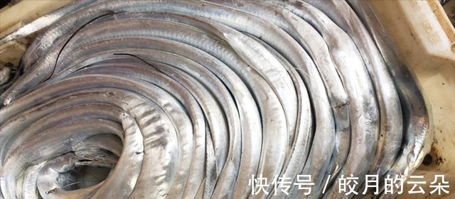 段儿|买带鱼,牢记“4买4不买”,条条肉嫩饱满,鱼腥味儿小,好吃新鲜!