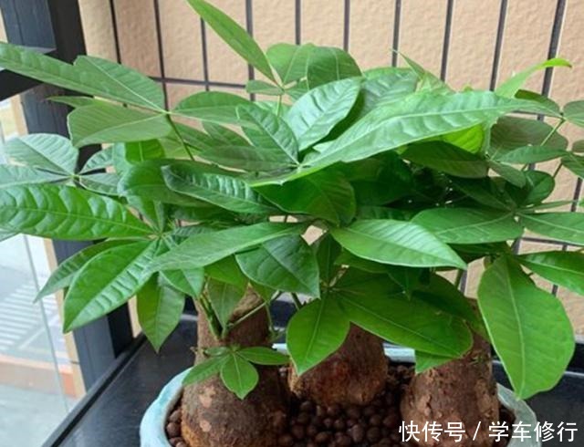 这“3种”植物，寓意特别好，家里种几盆，带运又美观！