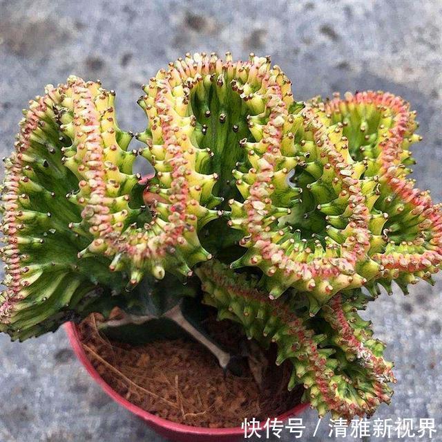 gt|张大姐捡到一棵“怪植物”,放在盆里细心呵护,现在升值赚大了