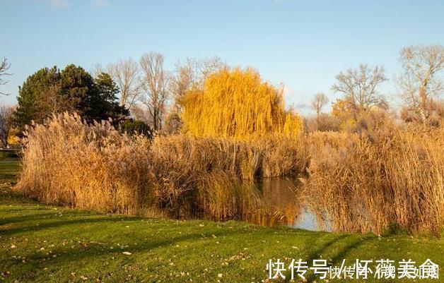 阳气|抓住秋冬健脾好时机不伤阳气、祛湿健脾的搭配，原来是它们俩