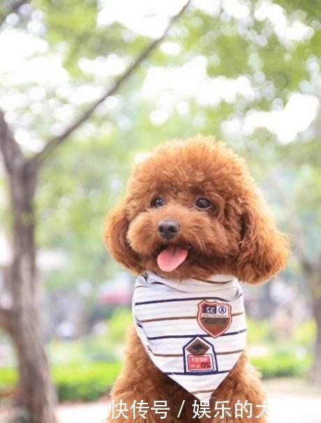 泰迪舔你手脚,是想表达这5个意思