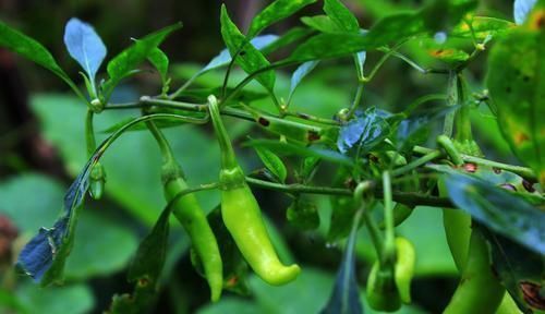 双亲|出生在几点钟的孩子,受到长辈疼爱,长大后出人头地,反哺双亲