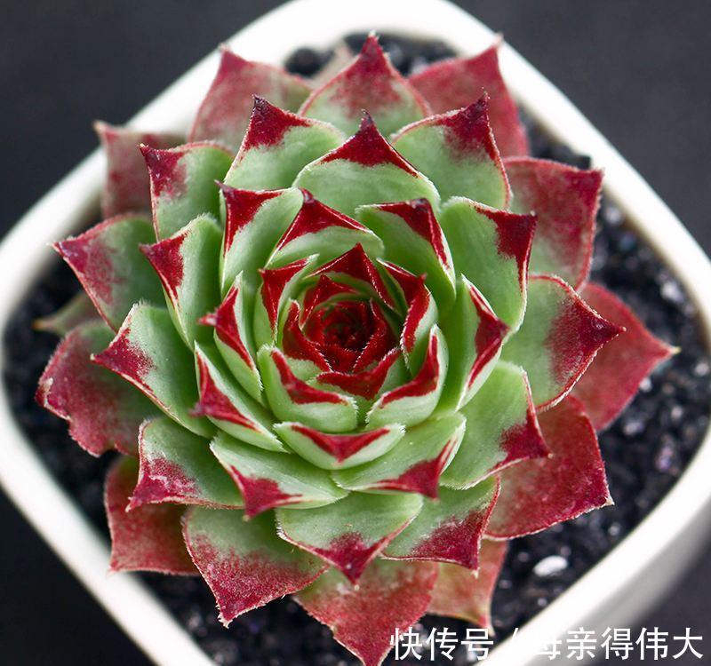 4种长生草属的多肉,每1种都很“美”,值得你拥有