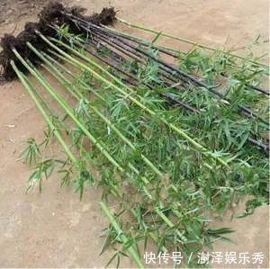 它不仅是治狂犬病的佳药，还可治骨节痛！知道的人不多