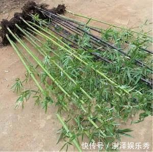 它不仅是治狂犬病的佳药,还可治骨节痛!知道的人不多