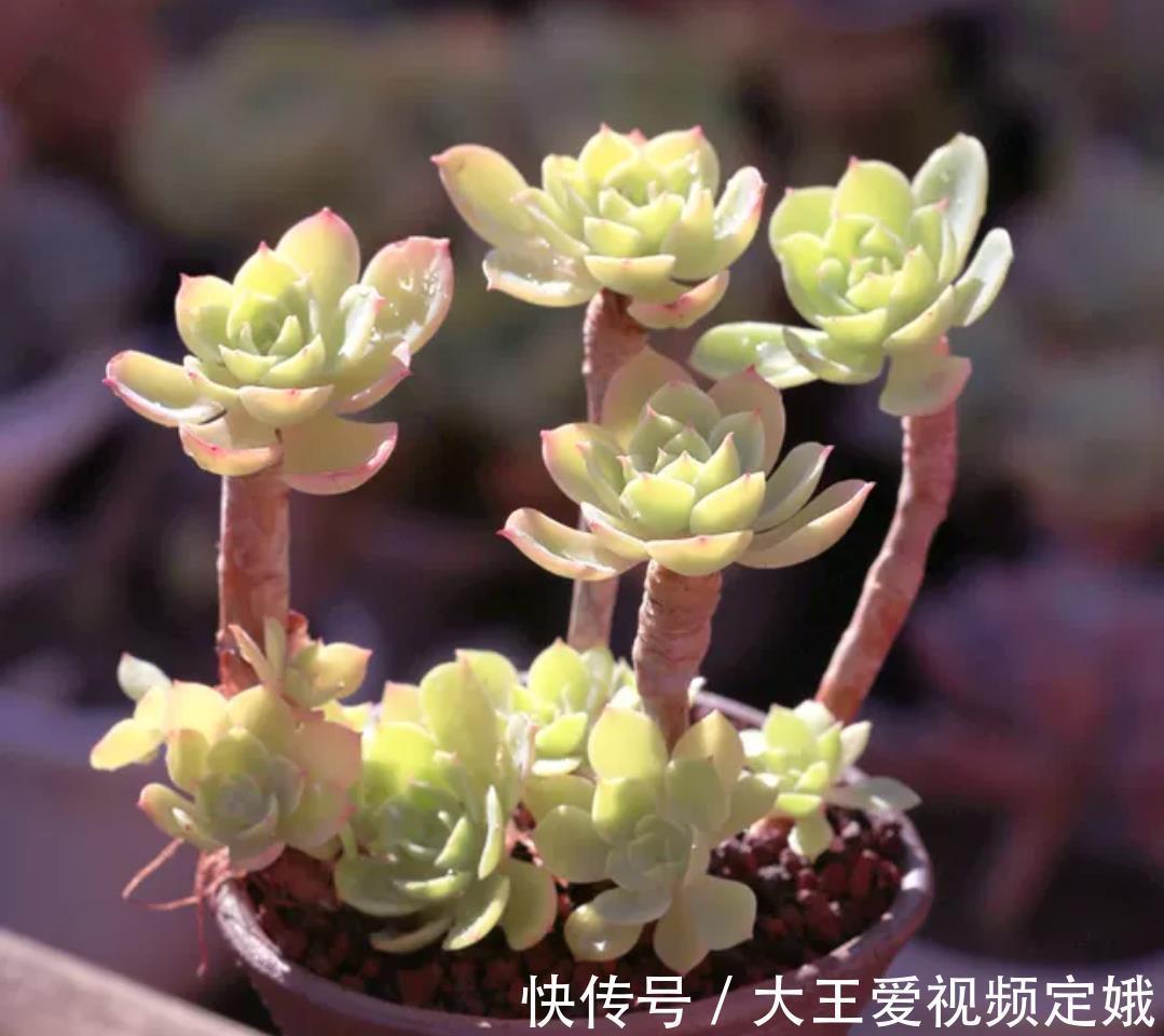 植株|多肉柠檬玫瑰太好养了吧，4个小技巧养出手捧花，颜值超级漂亮