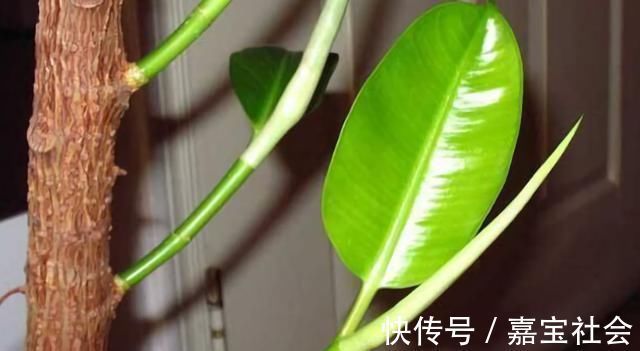 施肥|2种“废水”家家有，处理之后来浇花，根粗叶绿，半年不用施肥