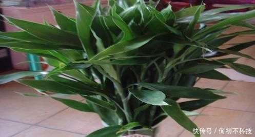 客厅养花选它,比绿萝好养,养人还聚财,是家庭盆栽佳品