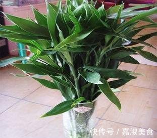 富贵竹放水里养,几点不注意,黄叶干尖还烂根