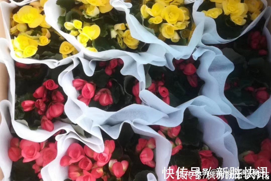 花店花的种类图片大全 花店花的种类图片大全