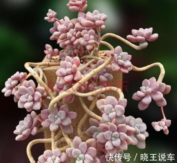 6种高颜值普货多肉,不怕晒不怕冻,长势旺易爆盆,美极了